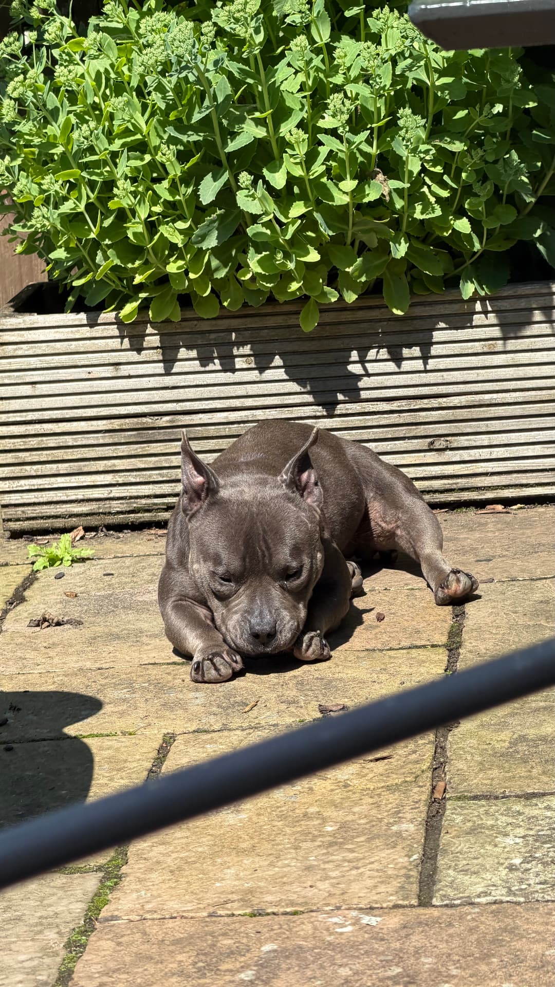 A grey dog dozing in the sun on a garden patio