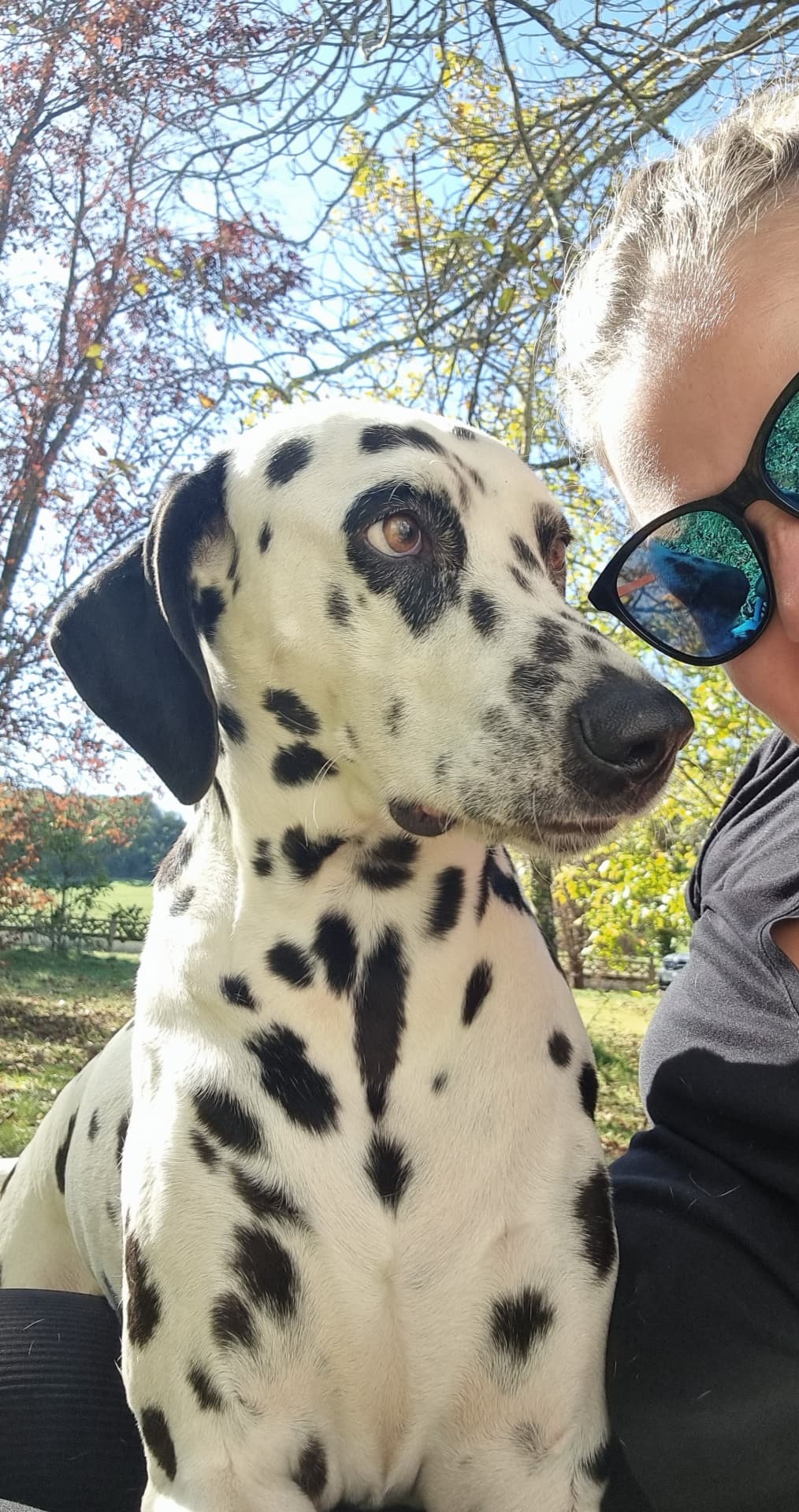 A Dalmatian sitting close outdoors in autumn