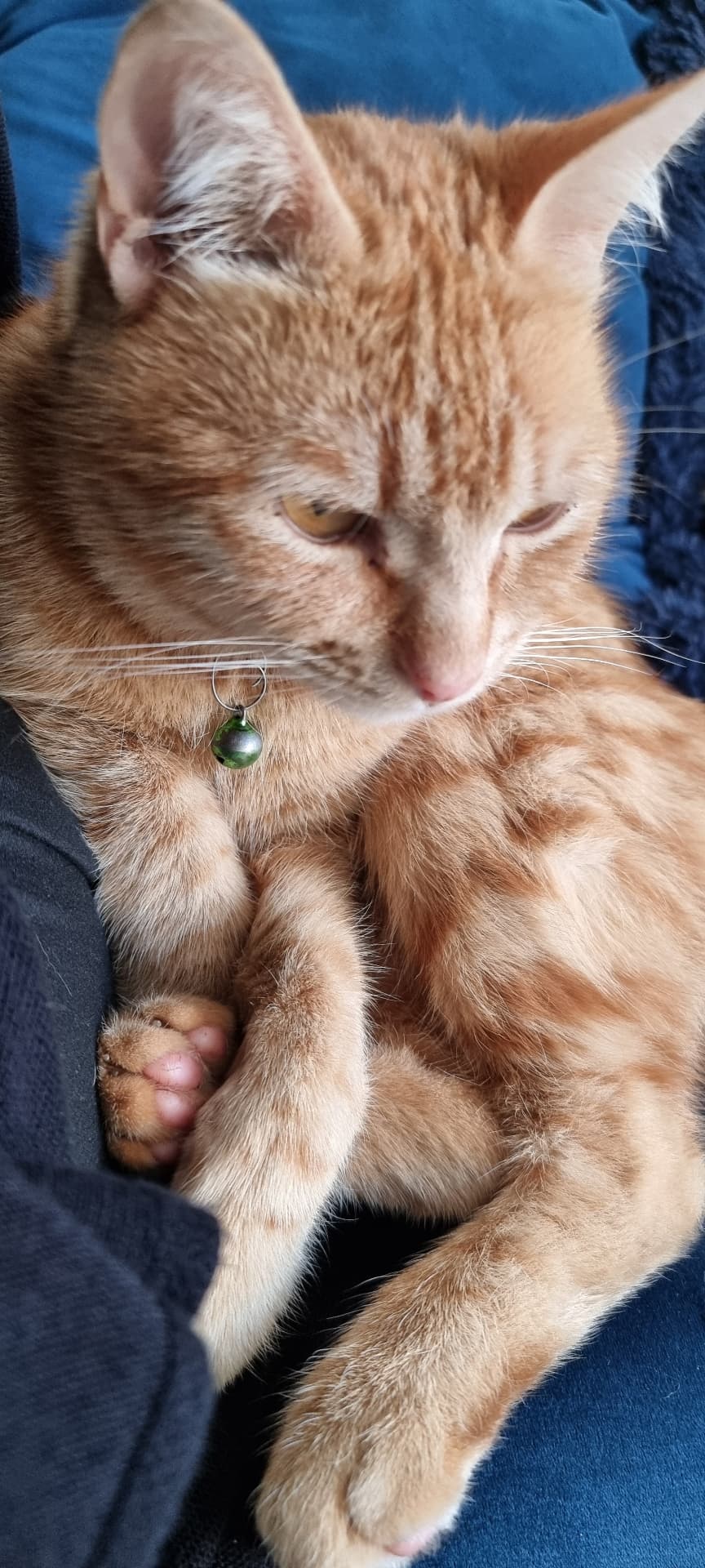 A ginger cat dozing on a lap