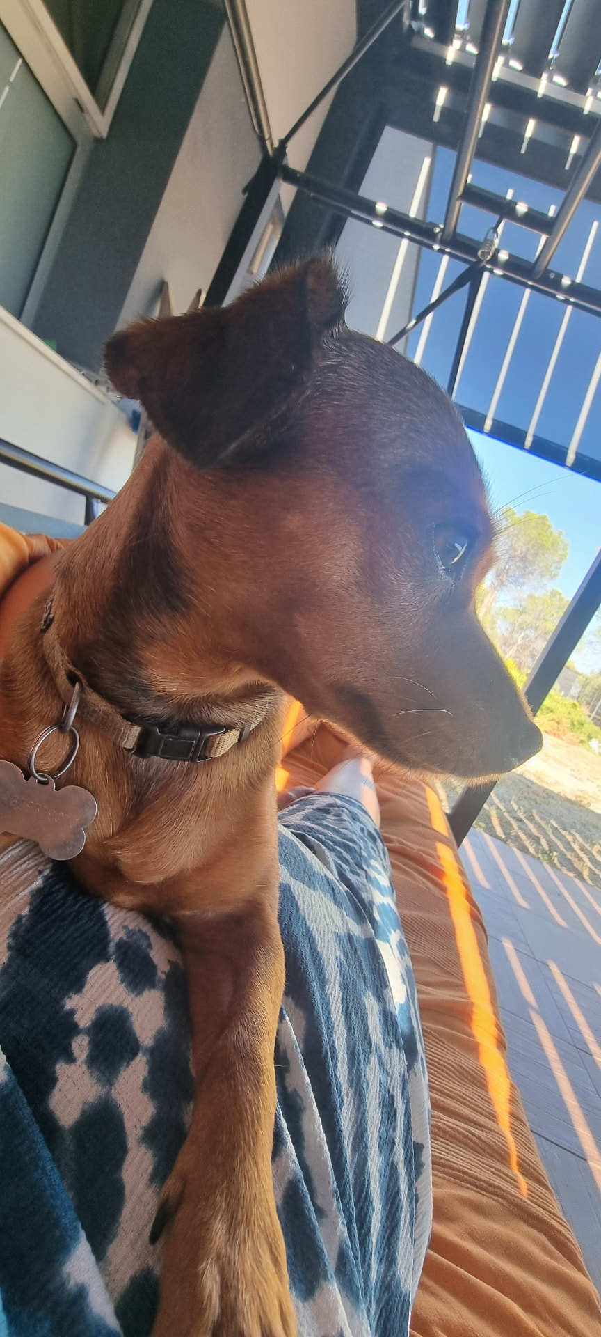 A small brown dog resting on a lap in the sun