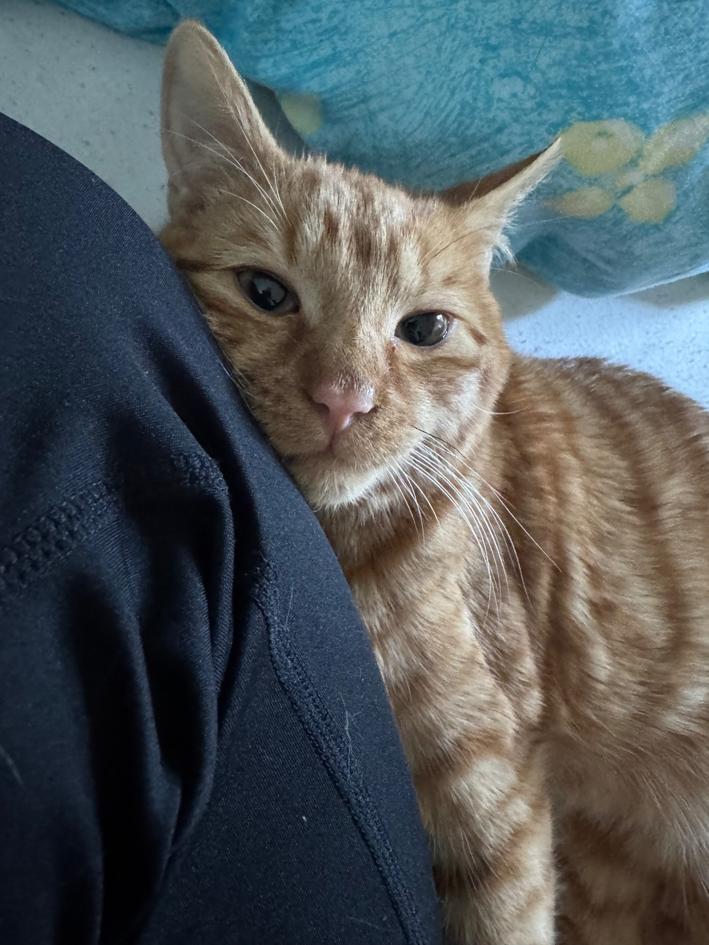 A ginger cat resting its head against a leg
