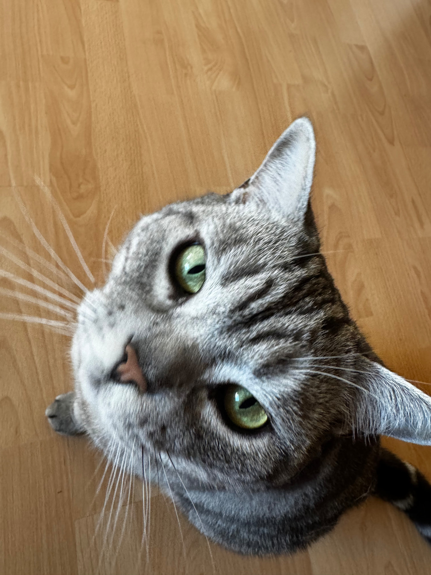 A grey tabby cat with green eyes looking up