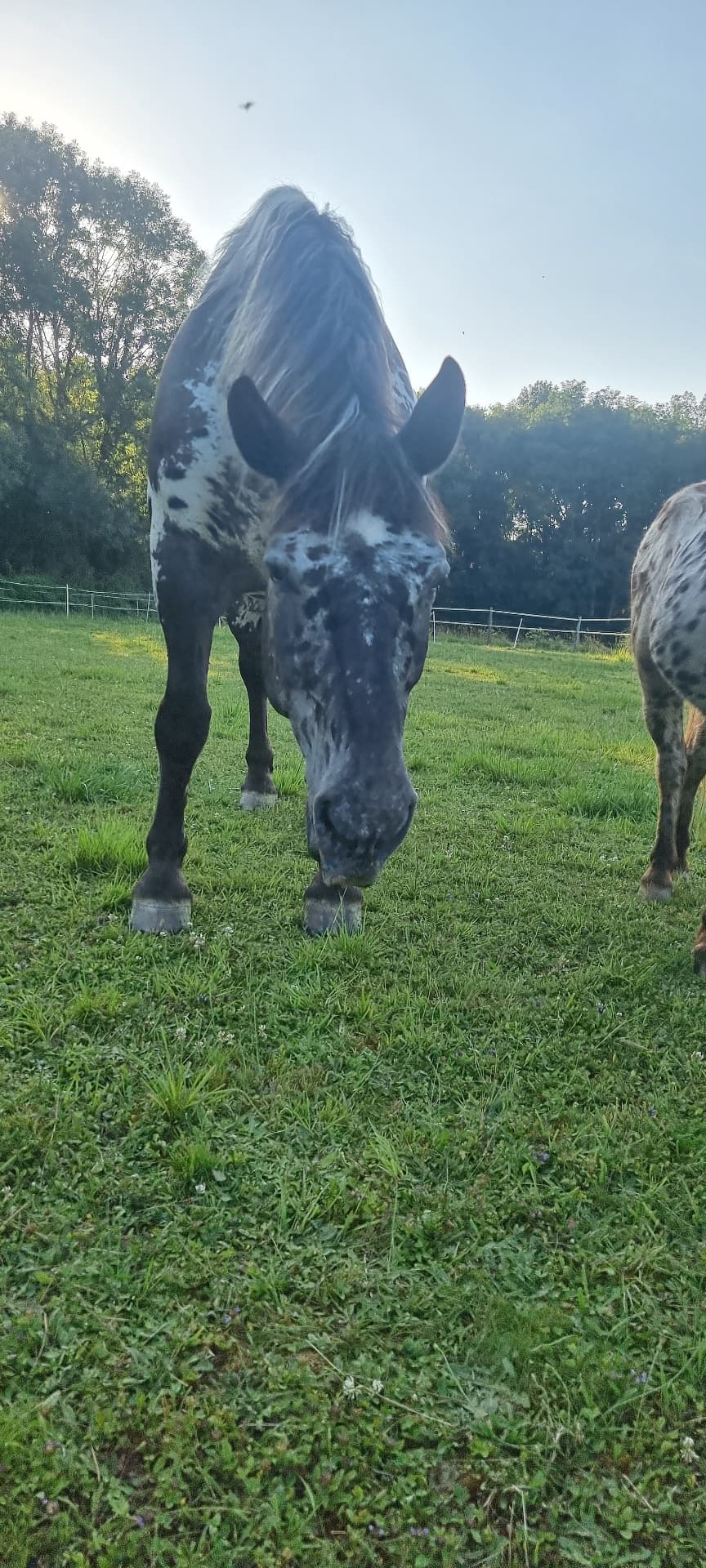 A spotted horse grazing in a paddock