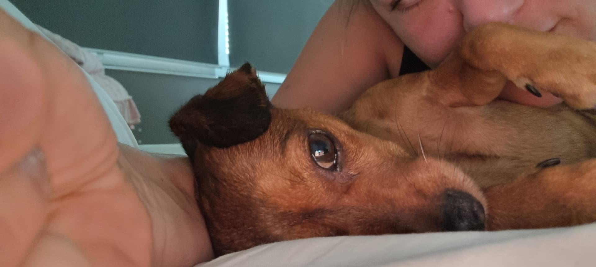A small brown dog cuddling in bed